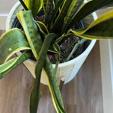 Image result for Seddera suffruticosa