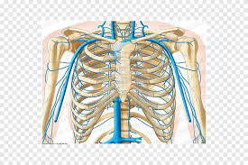 There are twelve pairs of ribs. Rib Thorax Vein Abdomen Pelvis Skeleton Lung Anatomy Png Pngegg