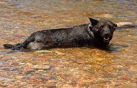 The Strangest Dog Diet Ever Natural History