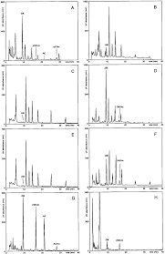 Image result for Cyanotis longifolia
