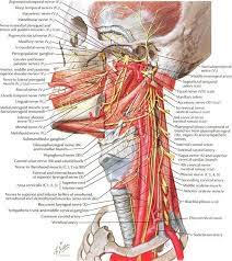 512 anatomical structures were dynamically labeled, and some structures have been redesigned or enhanced with a graphic tablet for better readability. Pin On Muscles Nerves Human Anatomy