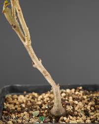 Image result for Talinum portulacifolium