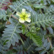 Image result for Tribulus terrestris