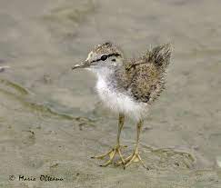 Pin On Birds
