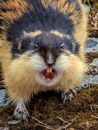 Lemming Cute Funny Animals Weird Animals Pretty Animals