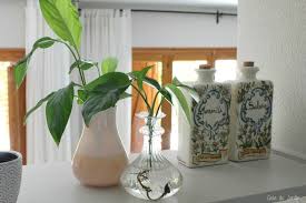 Las plantas de interior tienen muchos beneficios. Plantas Que Puedes Cultivar Dentro De Un Recipiente Con Agua