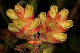 Image result for Penaeaceae