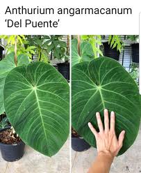 Pin On Plantea
