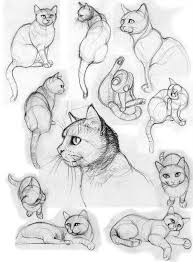 34 Cat Breeds Pencil Drawing Ideas Hayvan Eskizleri Hayvan Cizimi Eskiz