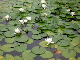 Image result for Nymphaea