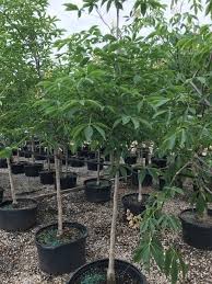 Horse chestnut autumn splendor fort mcnair. Buckeye Horse Chestnut Which One Is Which Bygl