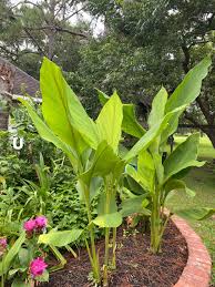 Image result for Siphonochilus brachystemon