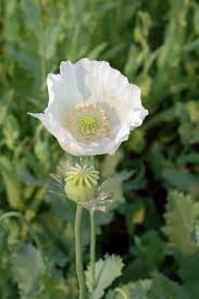 Image result for Papaveraceae