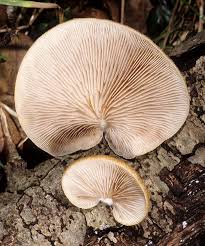 Image result for Crepidorhopalon