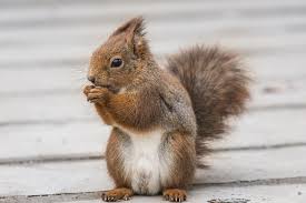 Once inside your structure, squirrels will make a lot of noise and cause damage. Squirrel Presidential Pest Control Llc