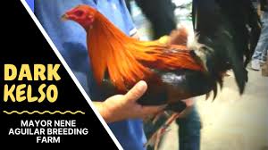 We did not find results for: Download Sabong Nene Aguilar Mp3 Mp4 3gp Flv Download Lagu Mp3 Gratis