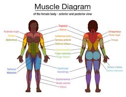 The iliopsoas, an anterior muscle, flexes the thigh. Muscle Diagram Most Important Muscles Of An Athletic Black Man Anterior And Posterior View Male Body Labeled Vector Illustration Chart On White Background Stock Vector Adobe Stock