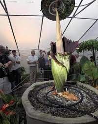Corpse Flower Is In Bloom At Franklin Park Zoo The Boston Globe Corpse Flower Corpse Flower Bloom Franklin Park Zoo