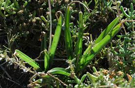 Image result for Albuca setosa