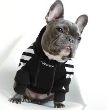 In the case you didn´t know we are isa & hugo french bulldogs. French Bulldog Woof Hoodie French Bulldog Clothes French Bulldog Funny Dog Hoodie