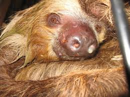 Do You Know How Many Animals Die Before They Reach Pet Stores Graphic Peta Animals Pet Store Animal Rights Organizations