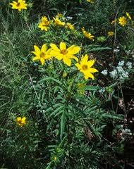 Image result for Bidens schimperi