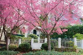 Dozens of oil paintings of cherry blossom by damien hirst are going on public view for the first time this week, in paris. Growing Cherry Blossoms Southern Living