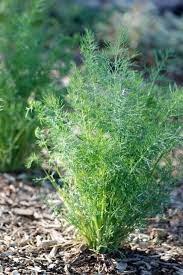 Often used as in a seasoning or used to add flavors to things like salads and cheese, but most notably in the pickling of cucumbers to create delicious dill pickles. Seed Of The Week Dill Growing With Science Blog