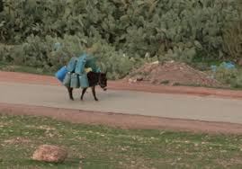A large animal kept on farms to produce milk or beef. Donkey And Smuggler Optimization Algorithm A Collaborative Working Approach To Path Finding Sciencedirect