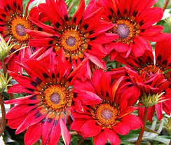 Gradually harden young gazania seedlings to outside conditions before planting out. Gazania Seeds