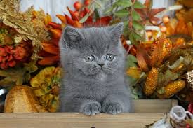 We are specialized exotic shorthair cat breeders. Exotic Shorthair Persian Kittens The Lazy Man S Persianpersian Himalayan Kittens For Sale In A Rainbow Of Colors In Business For 32 Years