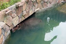 Ahh, this is such a delayed post. Things To Do And Complete Itinerary For Lost World Of Tambun Home Is Where My Heart Is