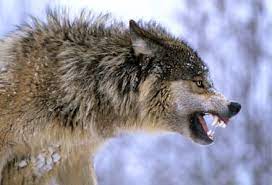 Gray Wolf Snarling David C Olson C Angry Wolf Wolf Photography Wolf Poses