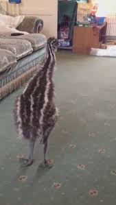 Bird Bouncing Golf Ball Cute Little Bird Video In 2020 Cute Funny Animals Cute Baby Animals Funny Animal Videos