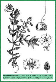 Image result for Trichodesma