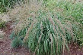 Image result for Panicum merkeri