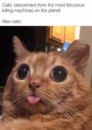 It presumably was tasty since it ate it instead of spitting it out. Cat Owners Are Making Memes About What It S Like Living With One And They Re Spot On 109 Pics Success Life Lounge