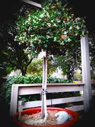 We did not find results for: Lilly Pilly Standards 4ft 1200mm Syzygium Australe Pick Up Only Or Bare Root Winter Mail Order Brenlissa Online Nursery