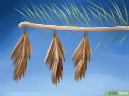 Click here for tips on things you can do for free that will prevent pest problems. How To Get Rid Of Bagworms 14 Steps With Pictures Wikihow