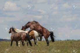 Wild Horses Mating Stock Photo Picture And Royalty Free Image Image 107116130