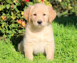 It can be scary, so we'll share tips and. English Cream Golden Retriever Puppies For Sale Puppy Adoption Keystone Puppies