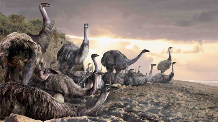 New find clears Madagascar's first settlers of wiping out world's largest  bird | Science | AAAS