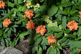 Image result for Crossandra pyrophila