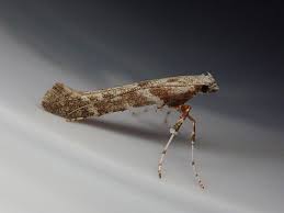 Image result for Blotiella