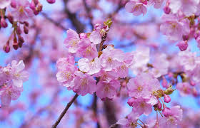 Also, they're very common throughout the world. The Most Beautiful Flowers In The World Top 15 Most Beautiful Flowers Photo