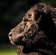 Jul 02, 2021 · 2. Galloways Diese Rinder Sind Echte Eigenbrotler Welt
