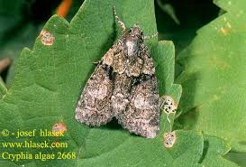 Image result for Cryphia algae