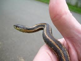 Three different subspecies of western terrestrial garter snakes (thamnophis elegans) inhabit western north america. Northwestern Garter Snake California Garter Snakes Inaturalist