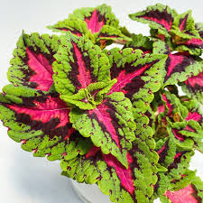 Image result for Coleus guerkei