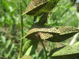 Image result for Secamone delagoensis